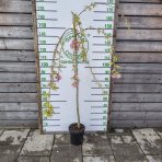 Čerešňa okrasná (Prunus serrulata) ´KIKU SHIDARE´ (sakura) - výška 170-190 cm, kont. C7,5L - NA KMIENKU